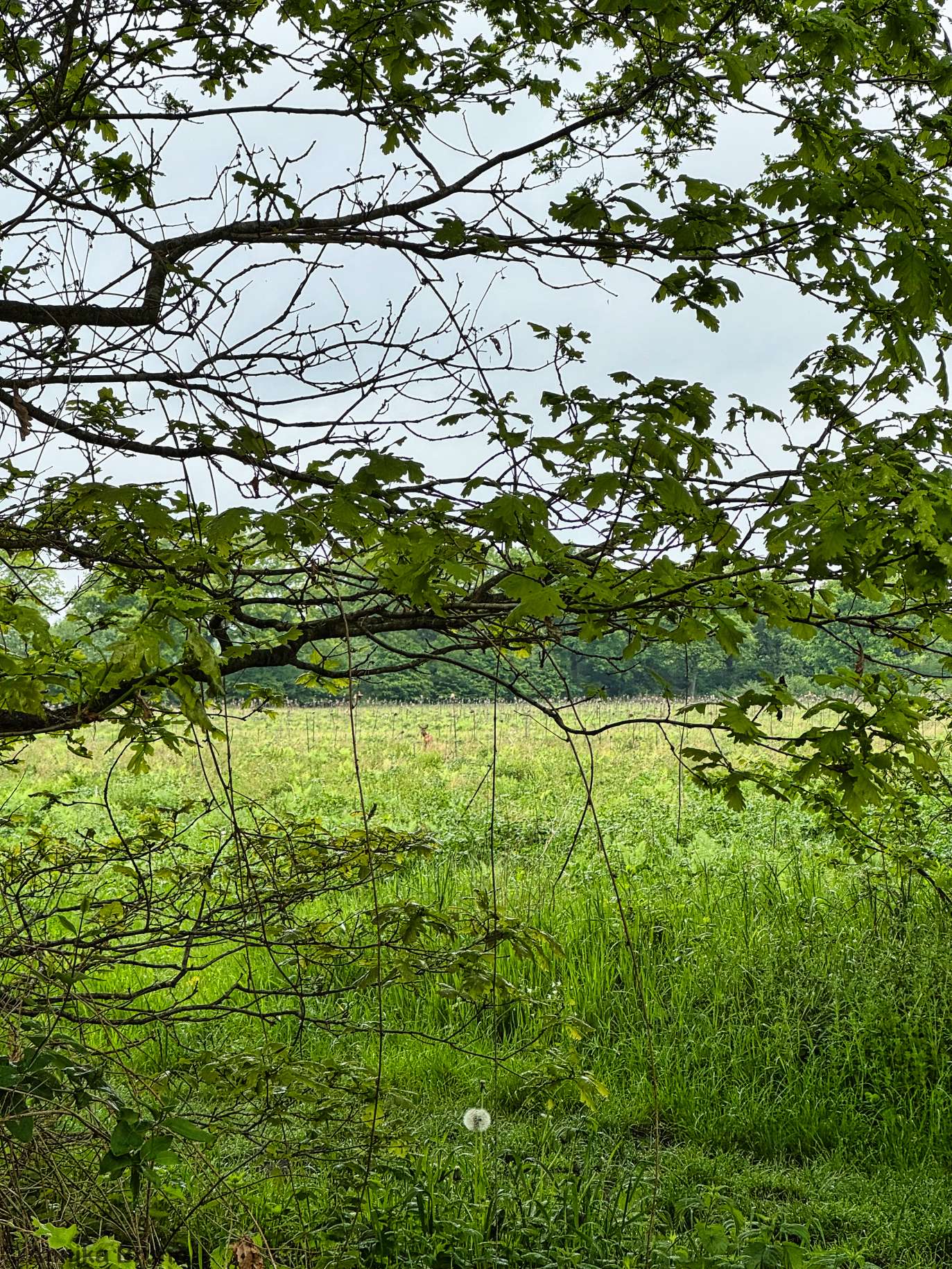 Suchbild Findest ihr das Reh
